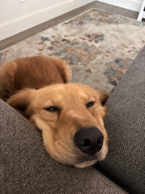 The company dog resting in the shop